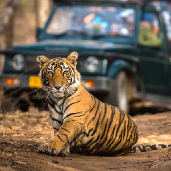 tiger safari near delhi