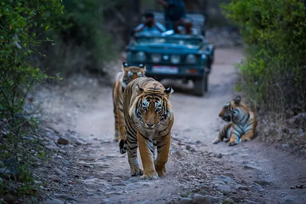 Wildlife Safaris in Ranthambore Rajasthan 